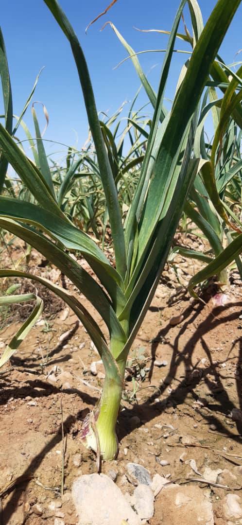 د هلمند د هوږې حاصلات بازار ته وړاندې کیږي