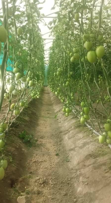 محصولات گل‌خانه‌های ننگرهار به بازار عرضه شد