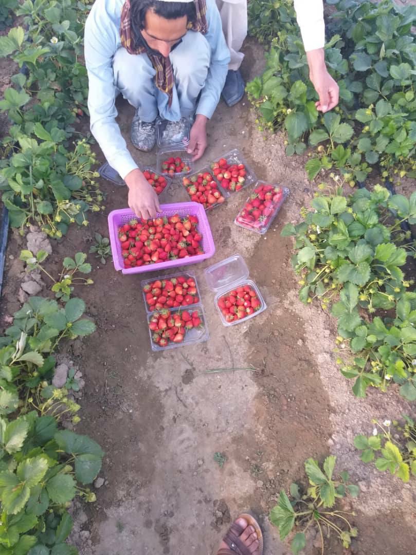 ۲۳ غویی ۱۳۹۹