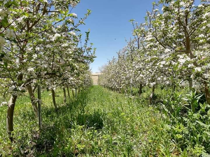 باغ‌های جدید سیب در ولایت لوگر!
