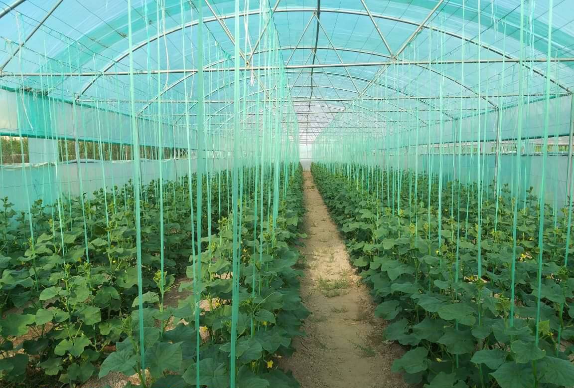 کار ساخت ۴۷ سبزخانه بزرگ و کوچک در بادغیس به زودی پایان می‌یابد