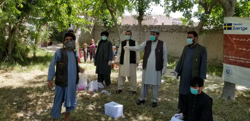 ارزګان کې پر څلور زره بزګرانو د سبو تخمونه وېشل کیږي