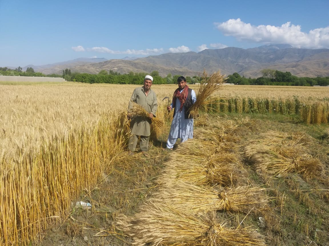 ننګرهار کې پر ۲۵۰ جریبه ځمکه د غنمو ننداریزې قطعې جوړې شوې