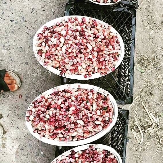 #توت_کندهار
