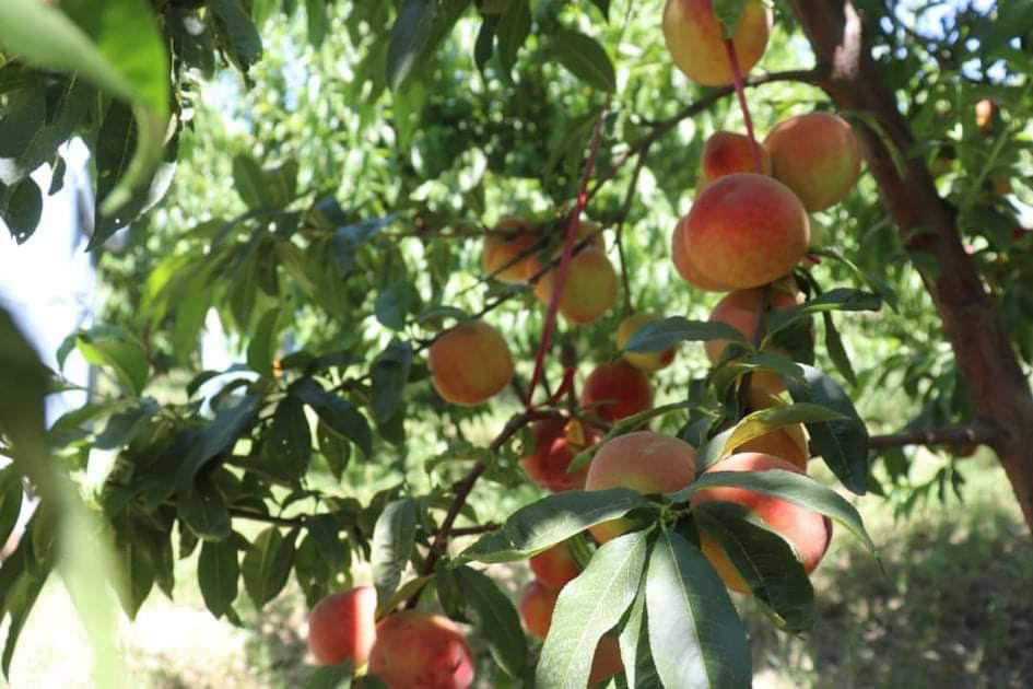 کونړ کې د شفتالو بې سارې تولید