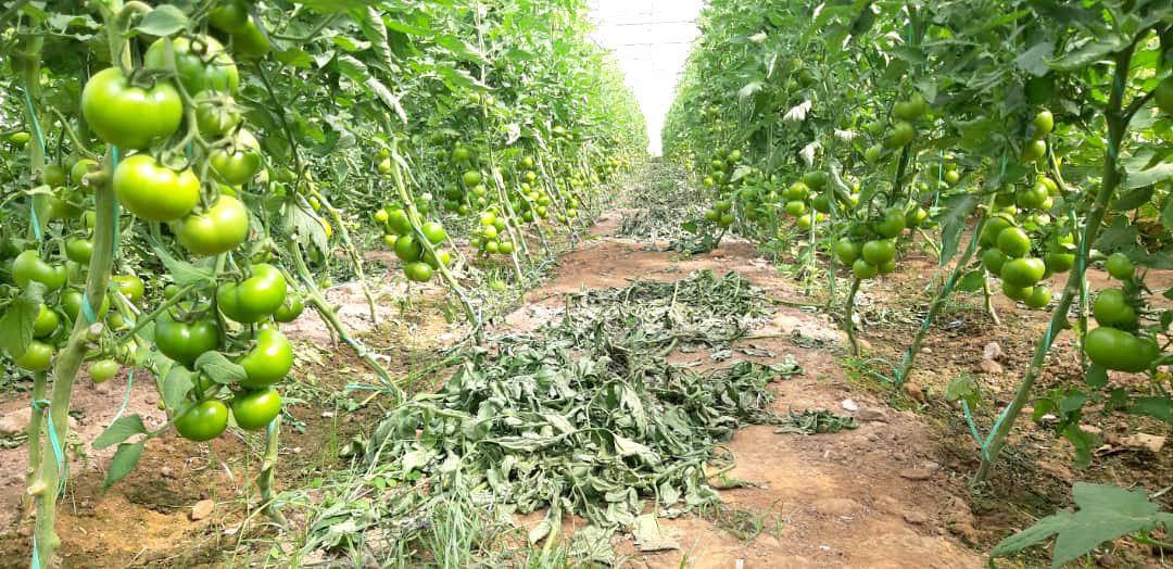 محصولات گل‌خانه‌های فراه به بازار آمد