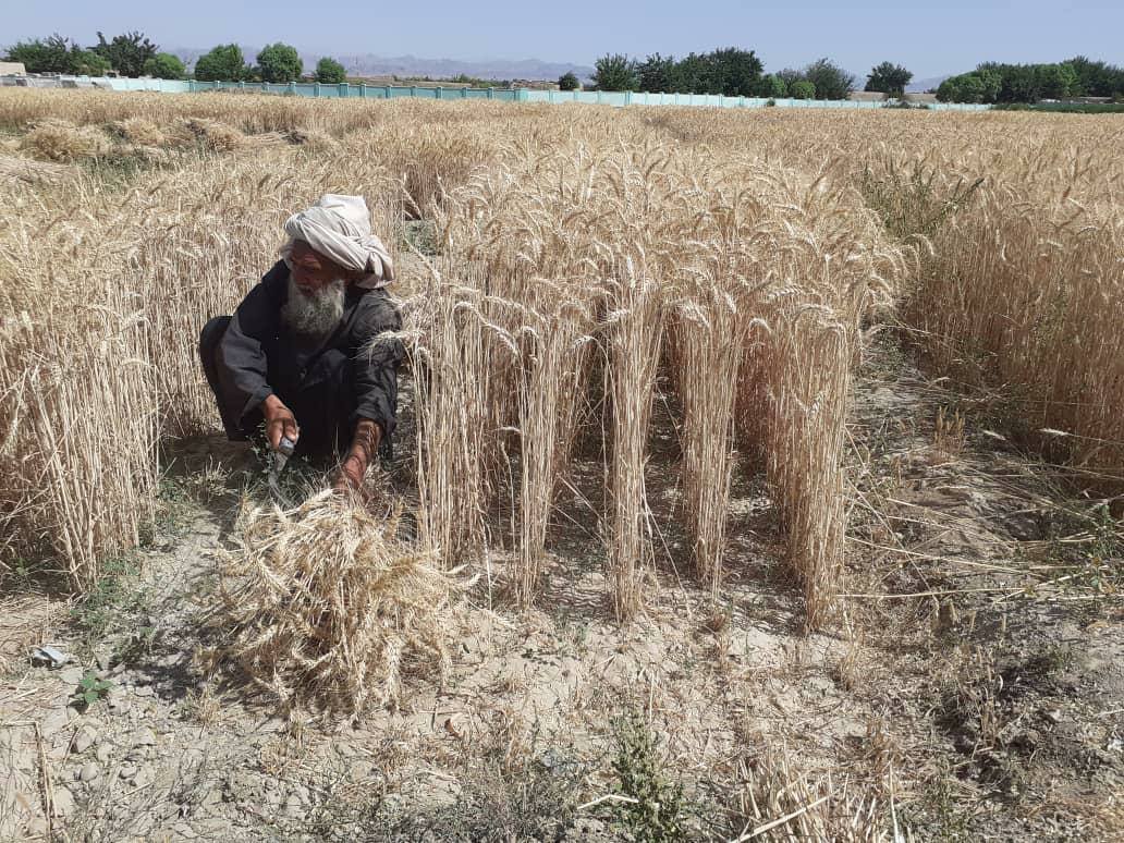 د کوهکران په څېړنیز فارم کې د غنمو پر یوشمېر ډولونو څېړنې شوې