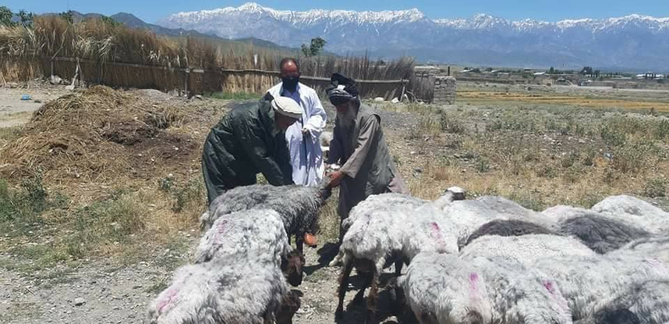 پکتیا کې د بروسلوز او طاعون پر وړاندې د واکسین کمپاین پیل شو