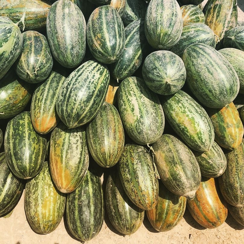 خربوزه لوبلایی و غزنی‌گک بلخ به بازار رسید