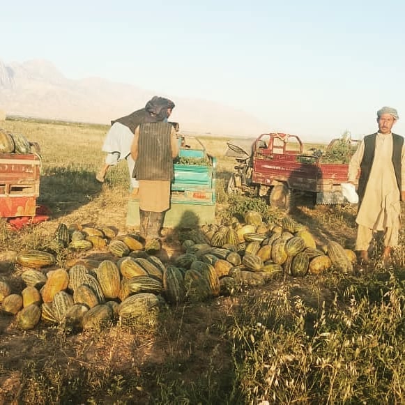 خربوزه لوبلایی و غزنی‌گک بلخ به بازار رسید
