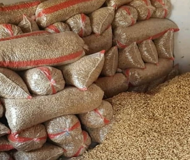 ننګرهار کې پر یوشمېر بزګرانو د ممپلیو اصلاح شوي تخمونه وېشل کیږي