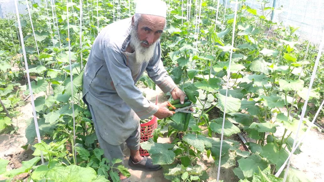 ساخت گل‌خانه‌ها در ولسوالی جوند: فرصت کار و درآمد برای زنان