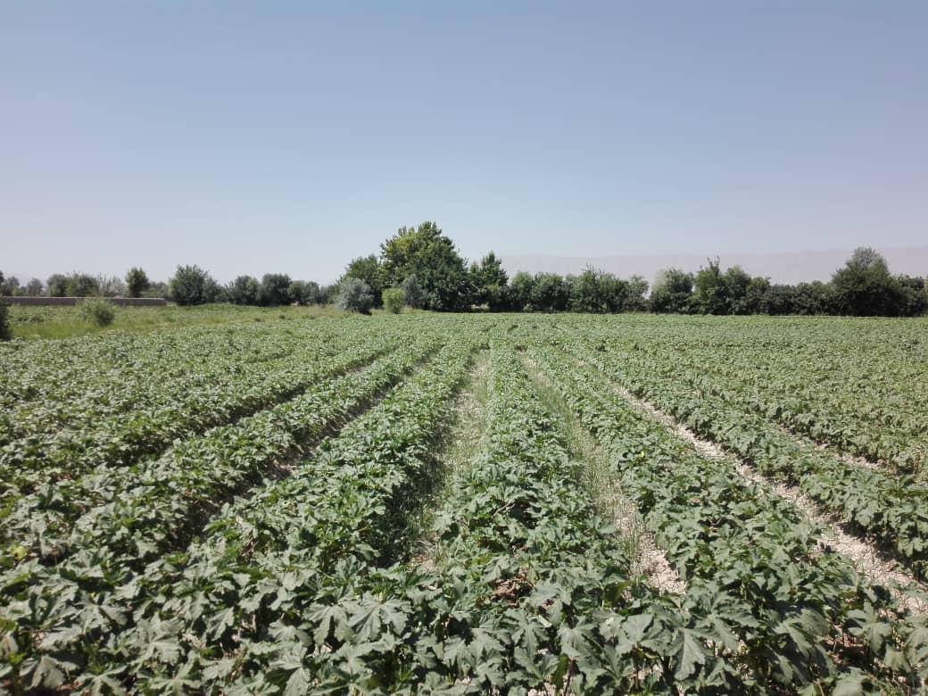 حاصل بامیه‌ی مزار امسال به بیش از ۱۵هزار تُن می‌رسد