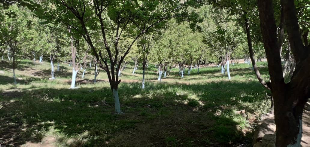 ۹۰۰ جریب باغ و ۶۰ هکتار زمین للمی در دایکندی دواپاشی شد