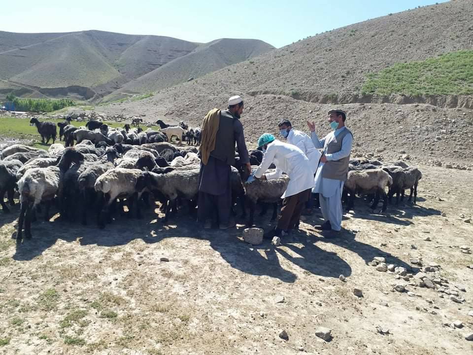 پکتیا کې د بروسلوز او طاعون پر وړاندې د واکسین کمپاین پیل شوې