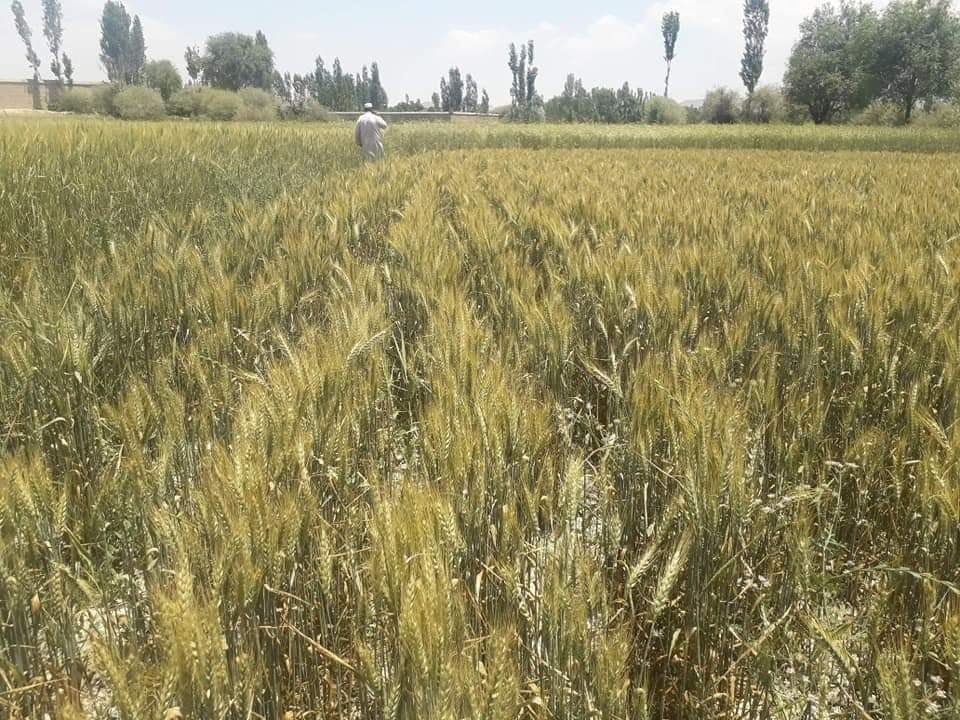 پکتیا کې یوشمېر بزګران وروزل شول