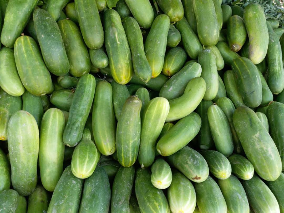 Parwan Cucumber Yields Increase by 16 Percent