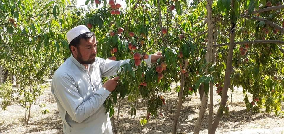 روزی‌قل از دو جریب باغ شفتالو، بیش از ۳۰۰ هزار افغانی درآمد کرده است