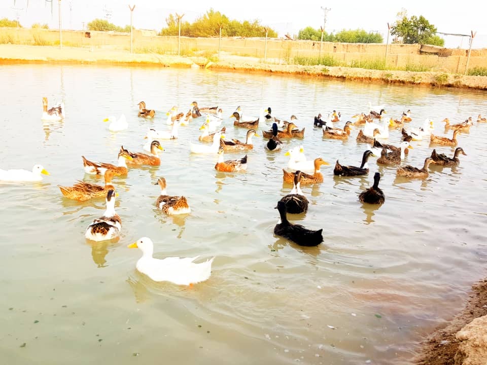 هلمند کې د کب او هېلیو روزنې فارمونه مخ پر ودې ده