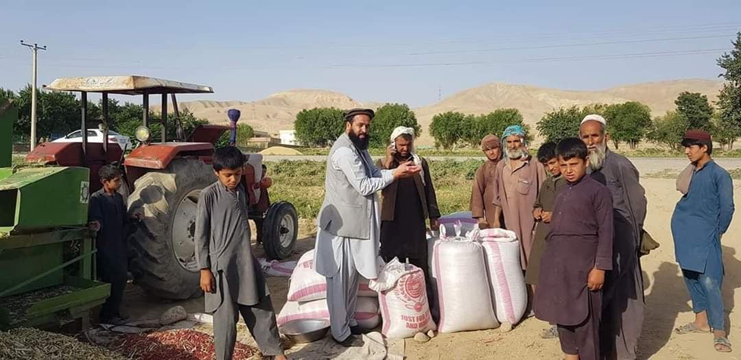 حاصلات لوبیا در بغلان به بیش از ۱۲هزار تُن رسید