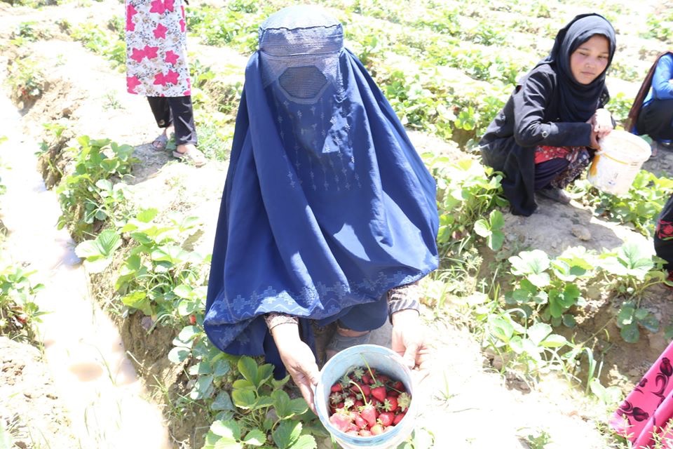 سکینه؛ زراعت‌پیشه‌ای که روزانه ۳۰۰ بسته توت زمینی به بازار عرضه می‌کند