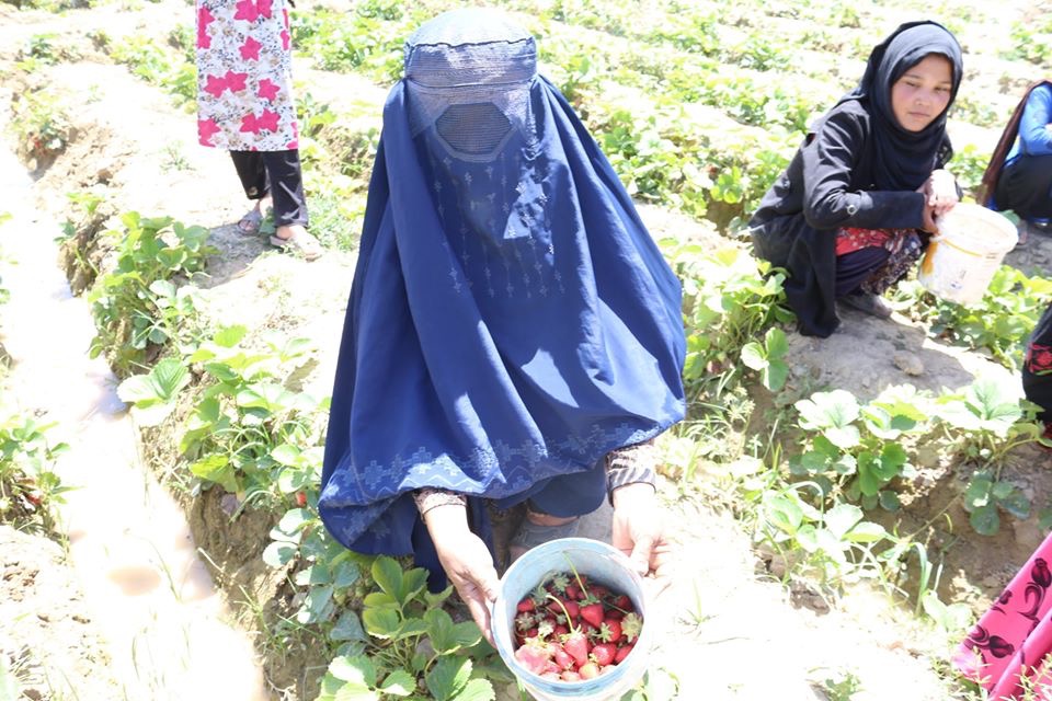 سکینه؛ زراعتپیشهای که روزانه ۳۰۰ بسته توت زمینی به بازار عرضه میکند