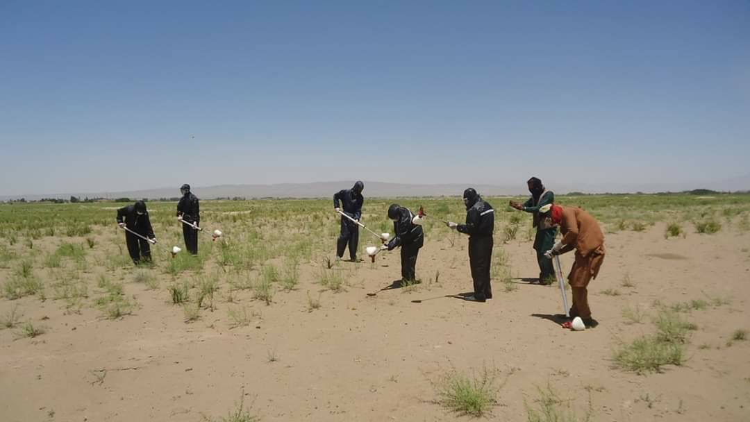 پکتیکا کې د ملخانو پر وړاندې د مجادلې کمپین پیل شو