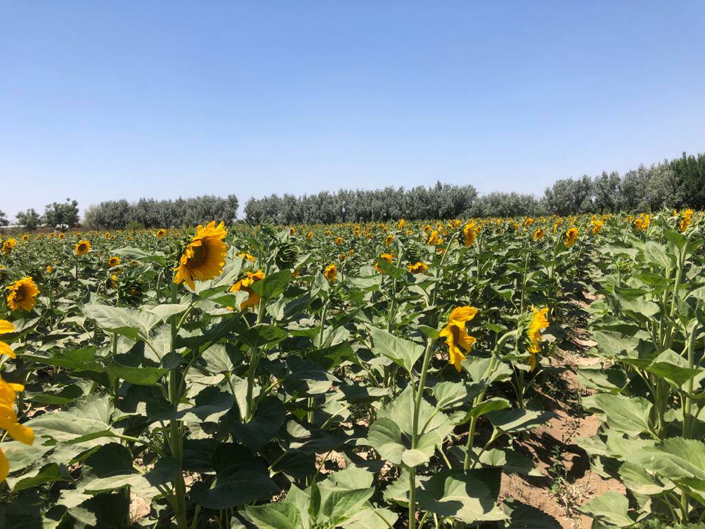 کشت گل ‌‌آفتاب‌پرست در بلخ در حال ترویج است