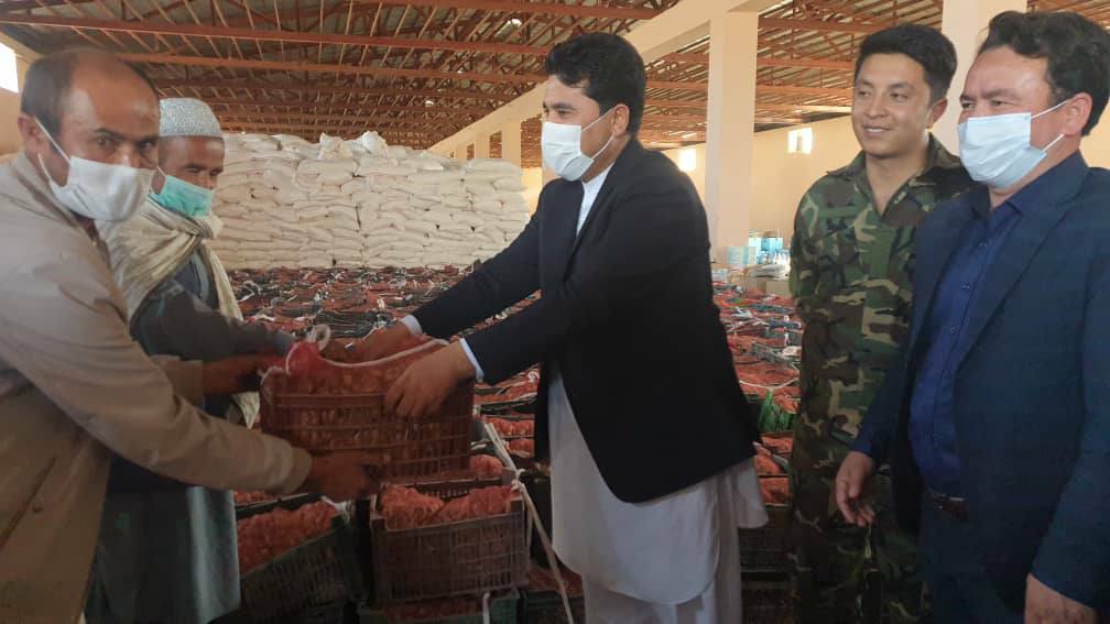 ۱۹.۵ تُن پیاز زعفران به دهقانان دایکندی توزیع شد