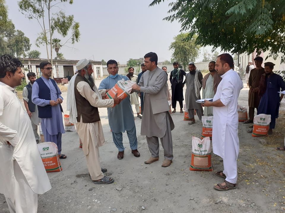 د ننګرهار په ۱۱ ولسوالیو کې د جوارو ننداریزې قطعې جوړیږي