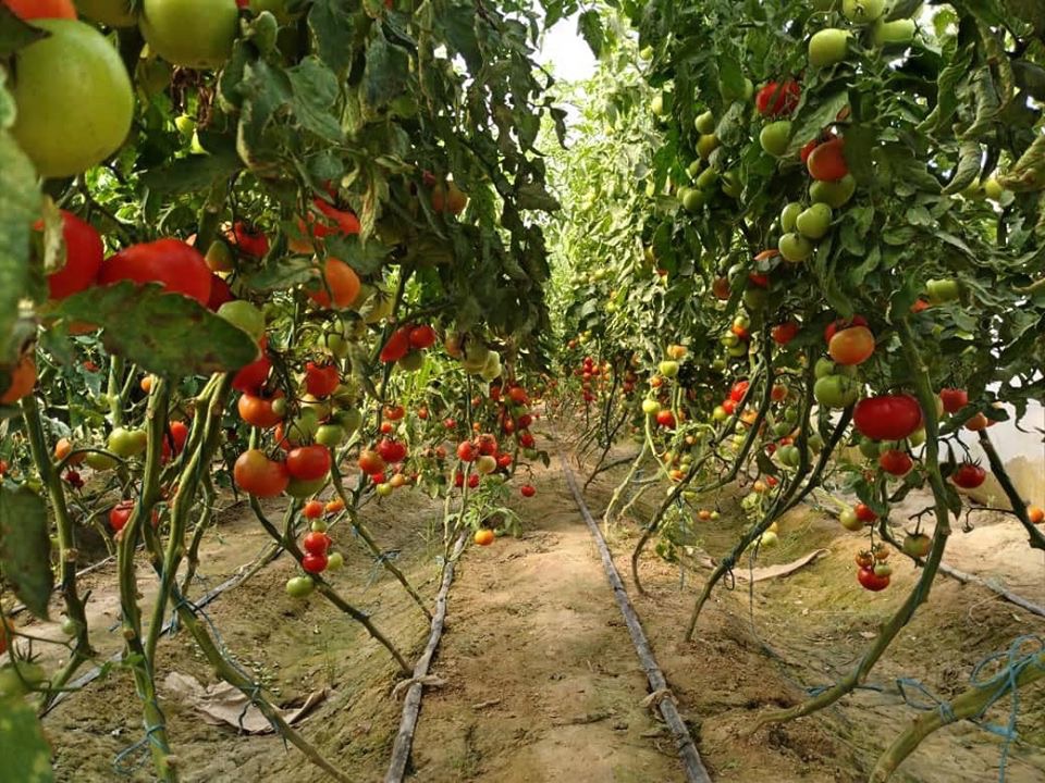 گل‌خانه‌هایی که دهقانان غورماچ را از کشت کوکنار روگردان ساخت