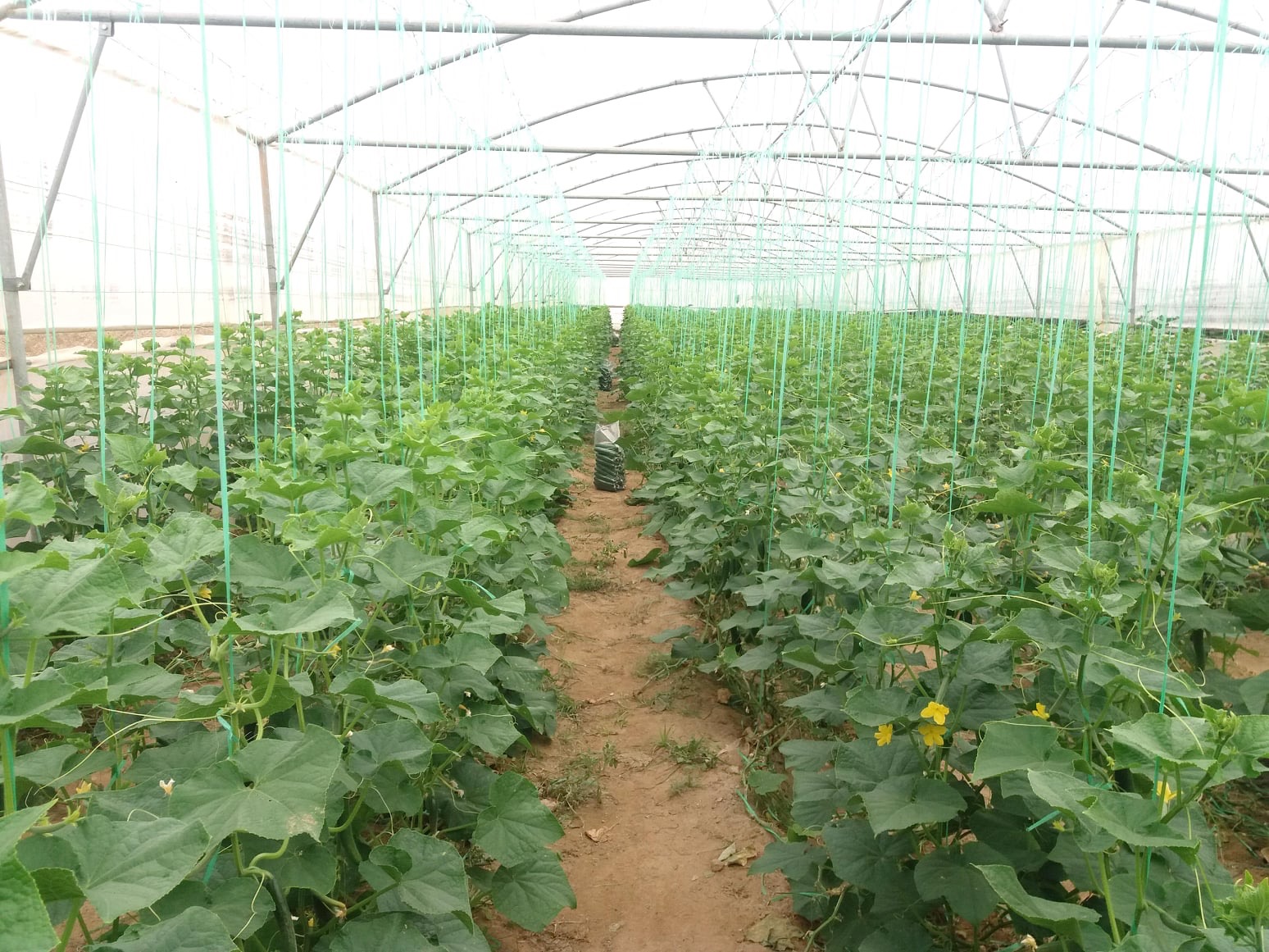 گل‌خانه‌هایی که دو برابر کوکنار حاصل می‌دهد