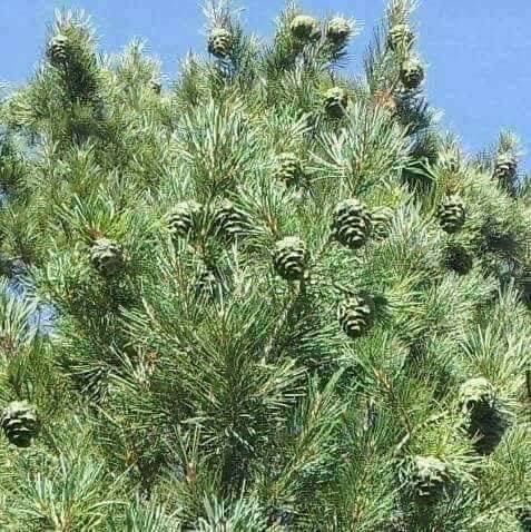 د پکتیکا د جلغوزیو سږنۍ حاصلات د پام وړ ډېریږي