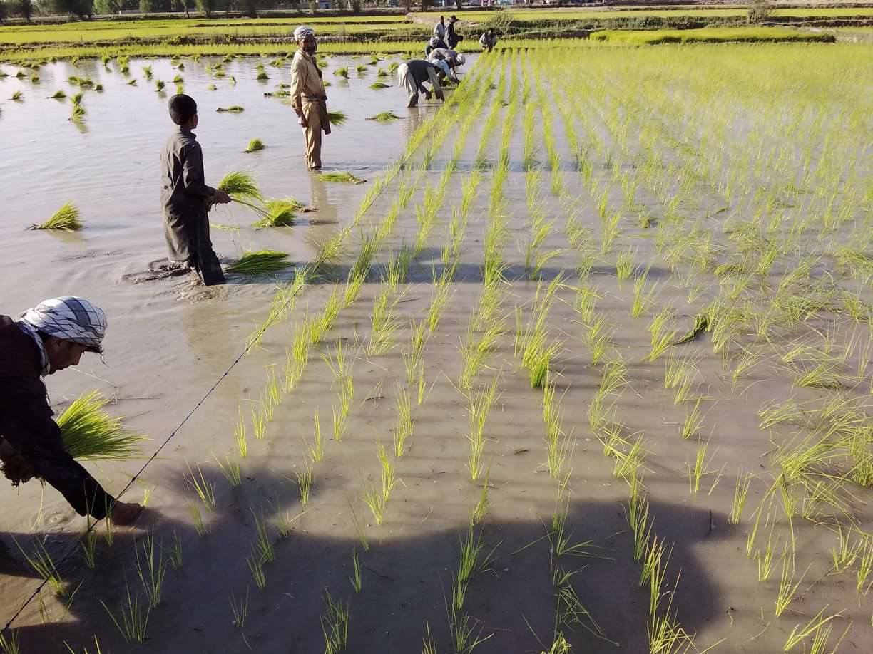 Planting Rice in train system in Kunduz