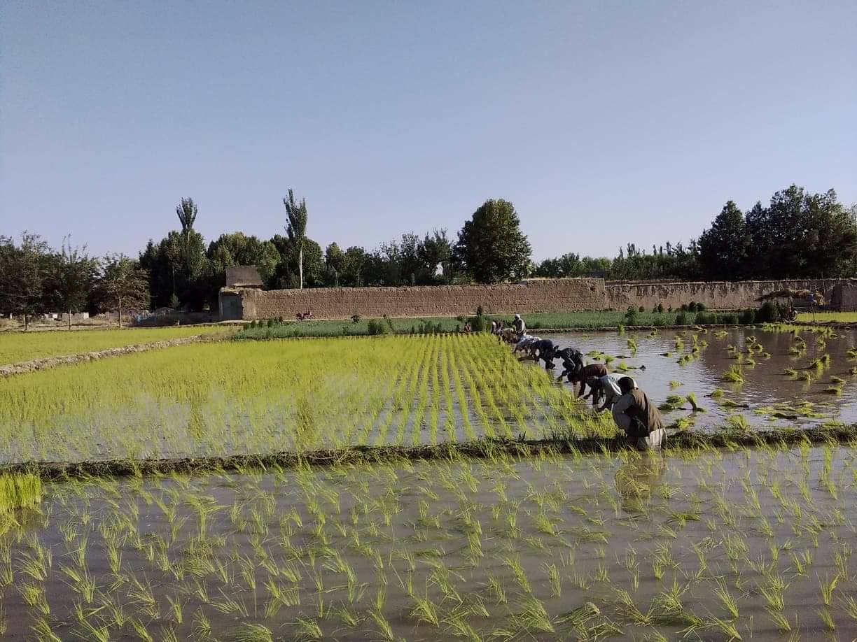 Planting Rice in train system in Kunduz