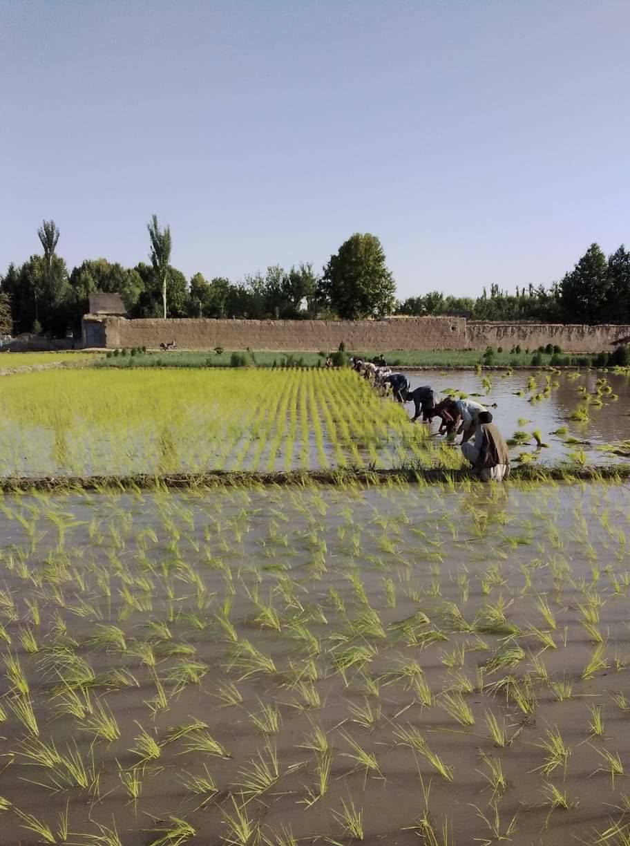 Planting Rice in train system in Kunduz