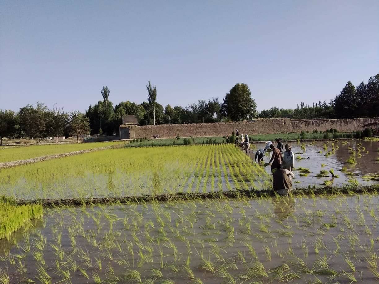 Planting Rice in train system in Kunduz