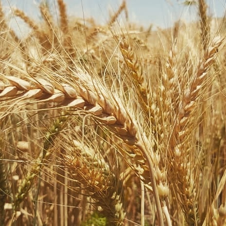 افزایش قابل ملاحظه در حاصلات گندم بادغیس!