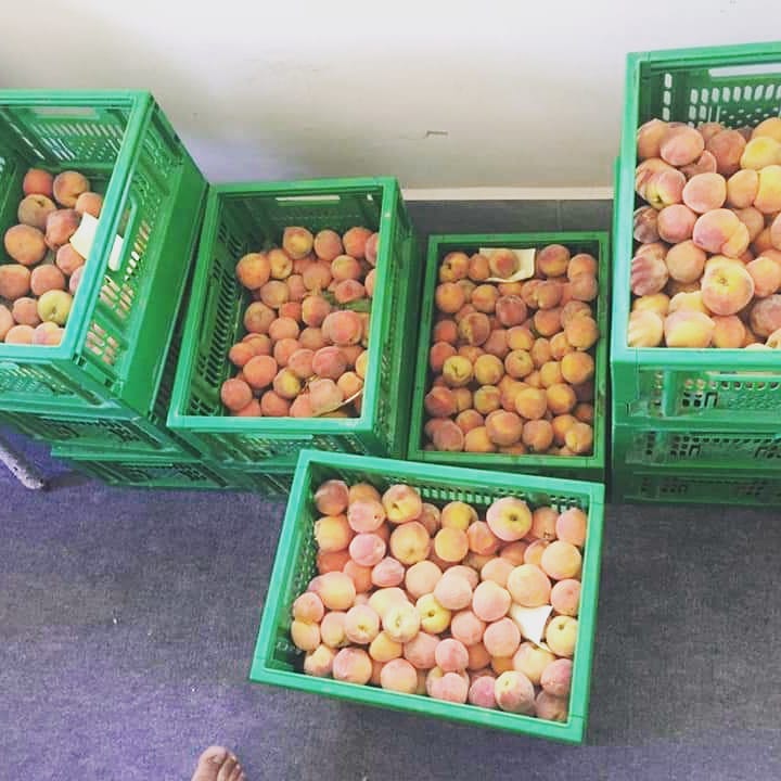 ورایتی‌های جدید شفتالو در کندز نتایج خوبی در پی داشته است!