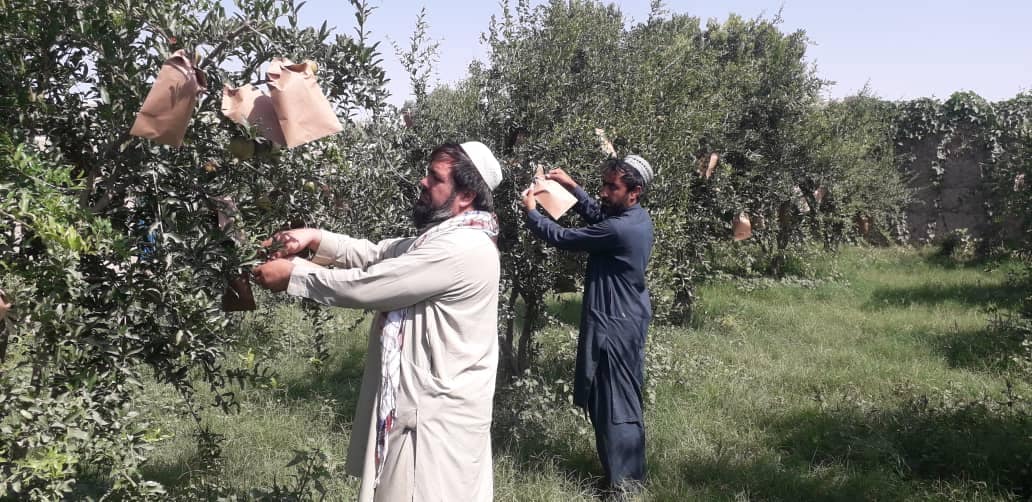 هلمند کې د انارو او خټکیو له ناروغیو او افتونو سره د مبارزې کمپاین پیل شو
