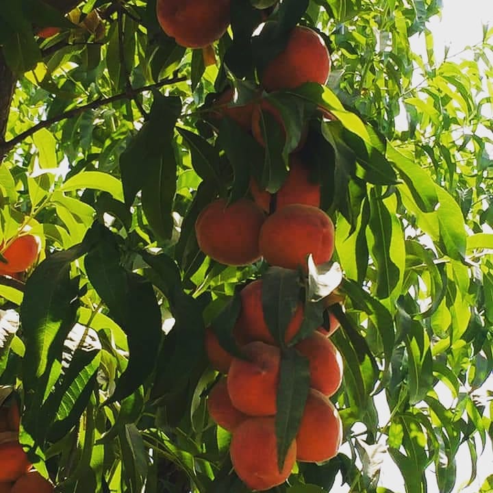 ورایتی‌های جدید شفتالو در کندز نتایج خوبی در پی داشته است!