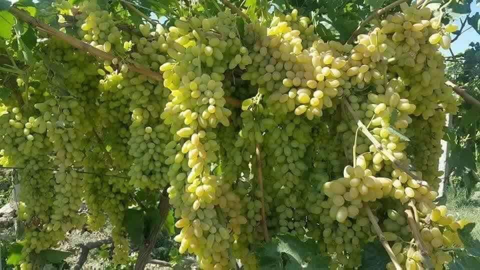 دهلمند د انګورو حاصلات ډېر شوې
