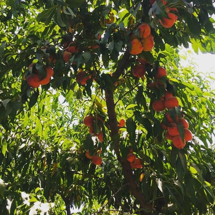 نتیجه یک مطالعه باغداری در کندز:  ورایتی شفتالوی مایکریست در یک هکتار ۲۷ تُن حاصل‌ می‌دهد ۱۷سرطان ۱۳۹۹ ریاست زراعت، آبیاری و مالداری ولایت کندز، اعلام کرده که براساس یک مطالعه جدید در باره ورایتی‌های شفتالو در این ولایت، نوع شفتالوی مایکریست، مقاوم و سازگار با آب‌وهوای کندز است و در یک هکتار زمین، ۲۷ متریک تُن حاصل می‌دهد. این مطالعه از سوی ریاست زراعت ولایت کندز بالای ورایتی‌های «مایکریست، A6، فلاورتاپ و فلاور کریست» شفتالو در مساحت یک‌هزار و ۲۴ مترمربع زمین به منظور پی‌بردن به مقاومت این ورایتی‌ها در براب
