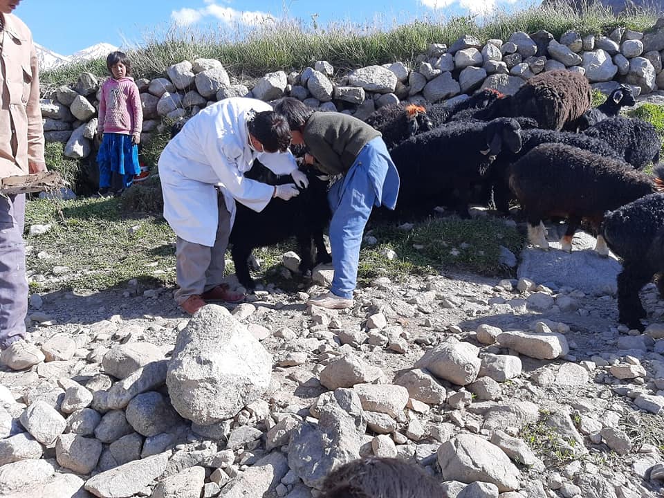 بیش از ۹۰ هزار حیوان در بامیان در مقابل دو بیماری واکسین شدند