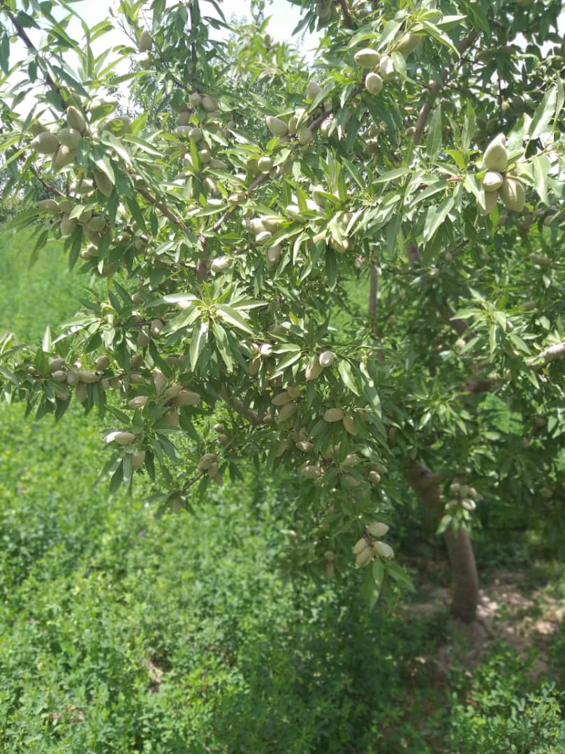 د پکتیکا ولایت د سروضي ولسوالۍ یو تن بزګر حبیب الله چې، د کرنې وزارت د بڼوالۍ له چوپړونو برخمن شوی، بڼونه یې داسې حاصل ورکړي دي.