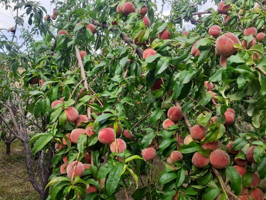 باغداری با روش‌های نوین: حاصل زمین غلام‌رحمان ۱۰ برابر شده است