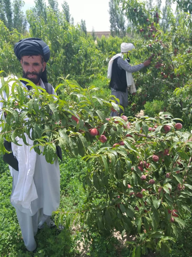 د پکتیکا ولایت د سروضي ولسوالۍ یو تن بزګر حبیب الله چې، د کرنې وزارت د بڼوالۍ له چوپړونو برخمن شوی، بڼونه یې داسې حاصل ورکړي دي.