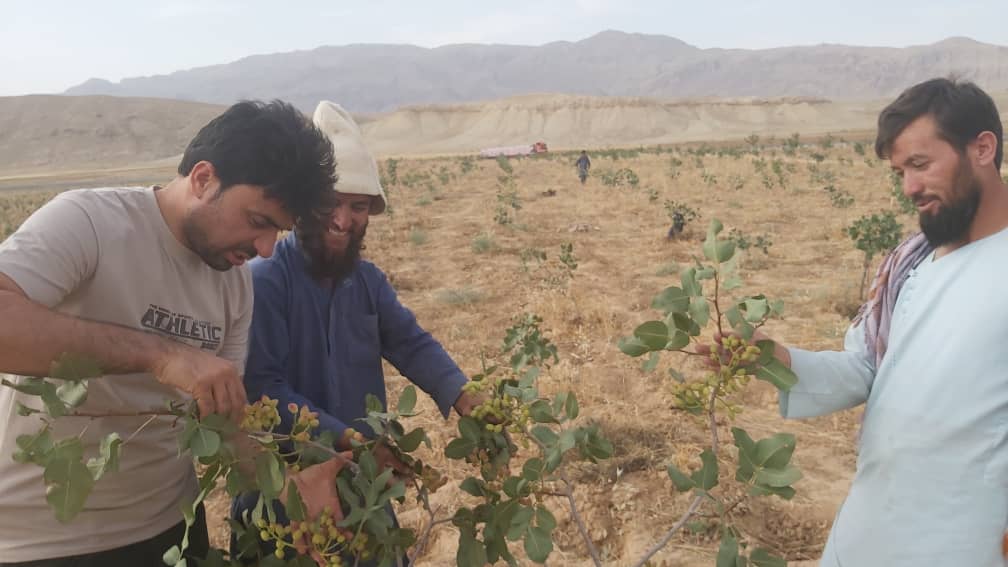 ثمر گرفتن پستهزارها، در چهرهی عبدالرشید لبخند آفرید