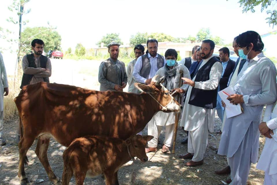 پکتیا کې یوشمېر بېوزله کورنیو ته غواوې ورکړل شوي دي