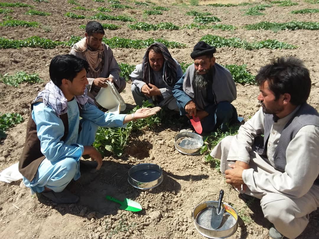 آغاز کمپین آموزش‌دهی دهقانان برای کنترل مگس خربزه در بادغیس